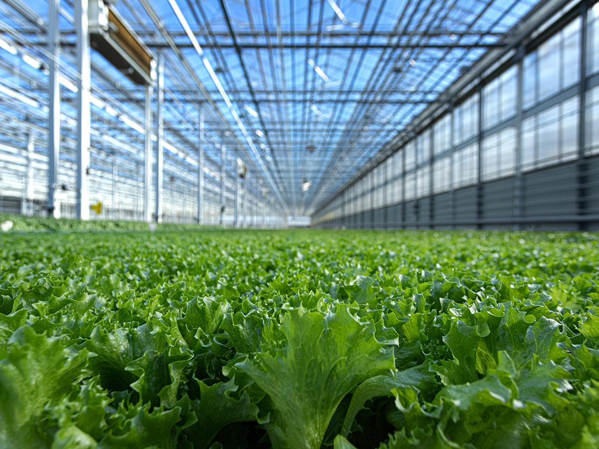 First Harvest OZ Fund Launches With Focus On Indoor Farming