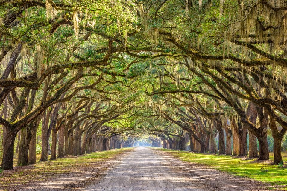 $47 Million Raised For Savannah OZ Project